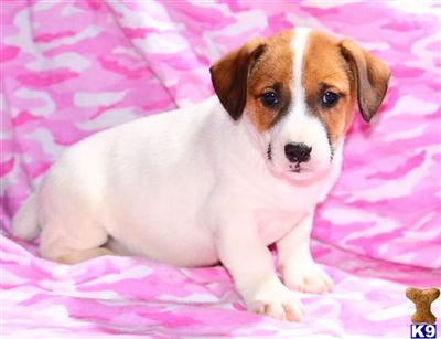 Jack Russell Terrier Puppies for Sale