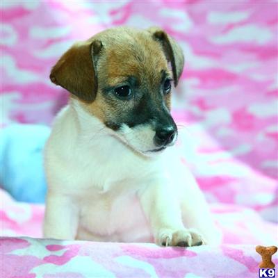 Jack Russell Terrier Puppies for Sale