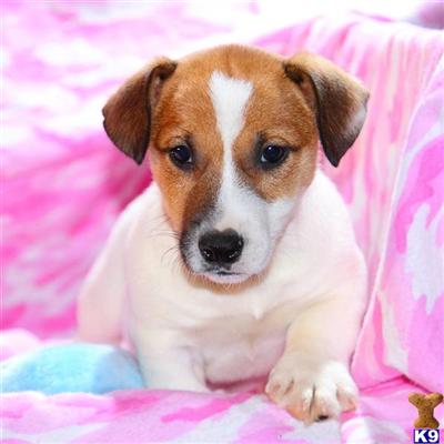 Jack Russell Terrier Puppies for Sale