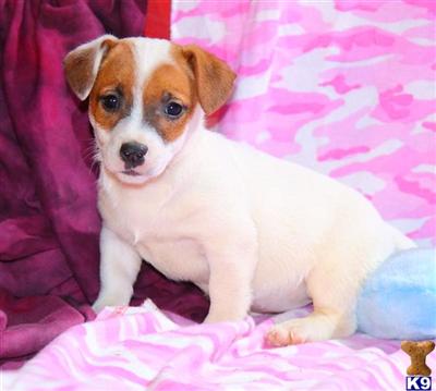 Jack Russell Terrier Puppies for Sale