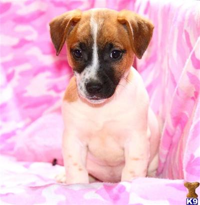 Jack Russell Terrier Puppies for Sale