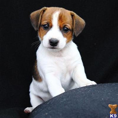 Jack Russell Terrier Puppies for Sale