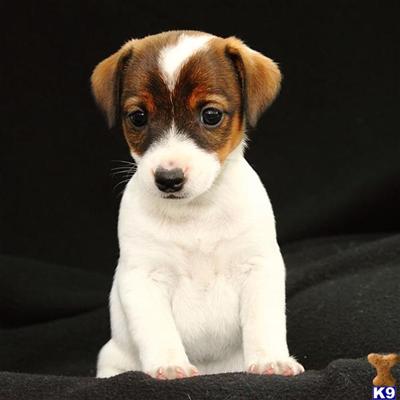 Jack Russell Terrier Puppies for Sale
