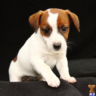 Jack Russell Terrier Puppies for Sale