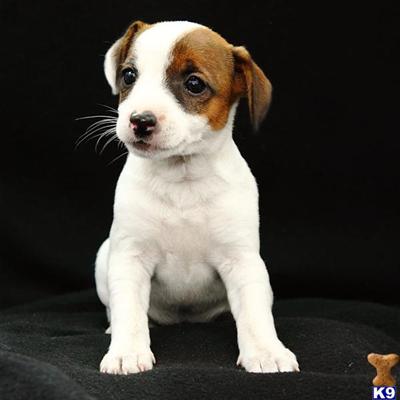 Jack Russell Terrier Puppies for Sale