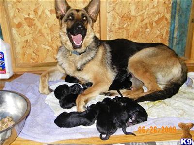 Puppies in MS