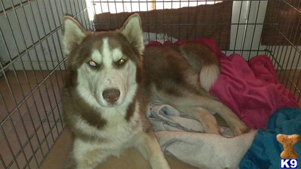 Stud Dogs - Siberian Husky