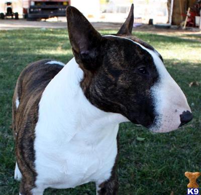 Stud Dogs - Bull Terrier