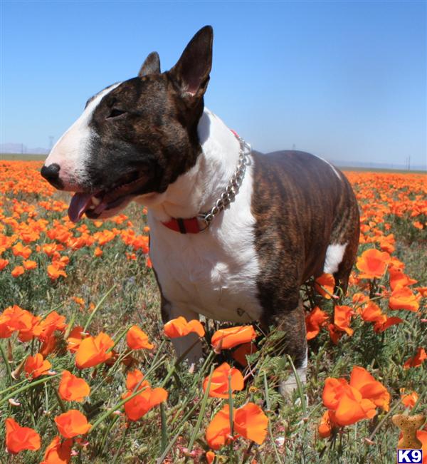 Stud Dogs - Bull Terrier