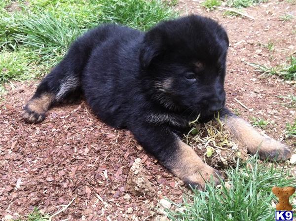 German Shepherd Puppies in OH