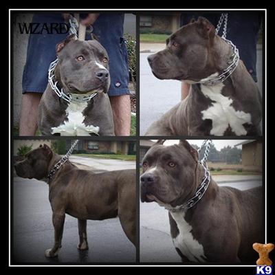 Stud Dogs in CA