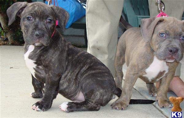 Puppies in Mira loma