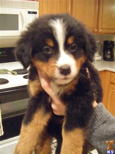 Puppies in CO