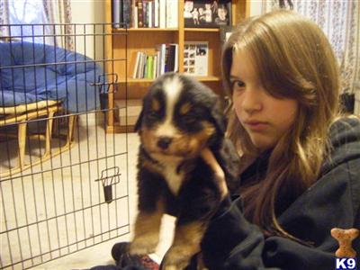 Puppies in CO