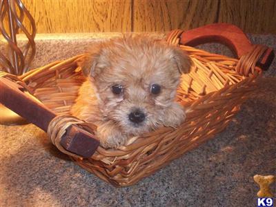 Puppies for Sale