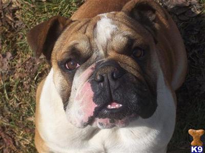 Dogs for Sale in OH