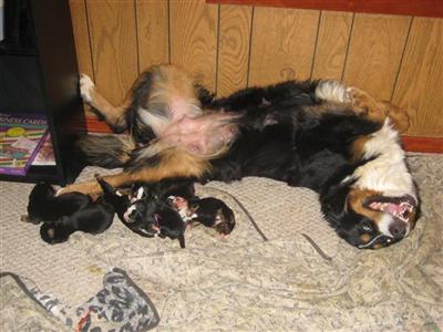 Bernese Mountain Dog Puppies for Sale