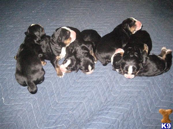 Bernese Mountain Dog Puppies
