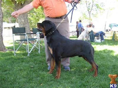 Stud Dogs - Rottweiler