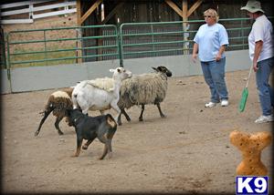 Dogs for Sale in NV