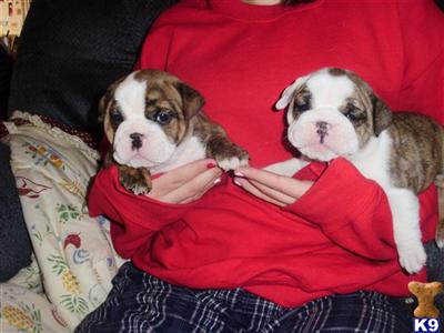 Puppies in IA