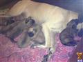 Mastiff
