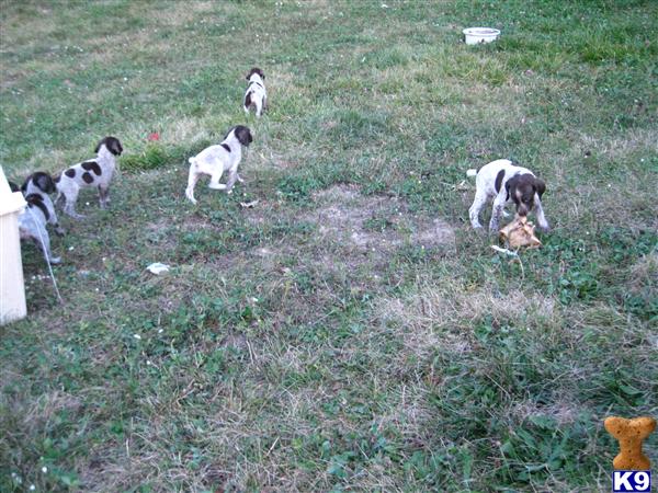 german shorthaired pointer puppies for sale in michigan document moved german shorthaired pointer puppies for sale in michigan document moved
