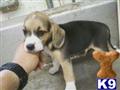 Beagle