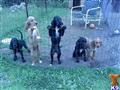 English Setter