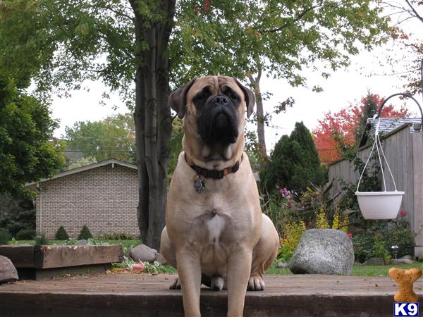 Stud Dogs - Bullmastiff