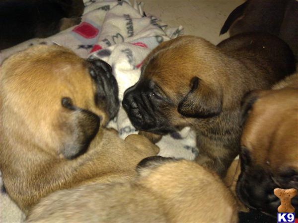 Bullmastiff Puppies