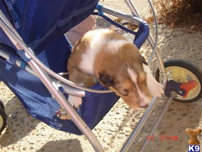 Collie Puppies for Sale