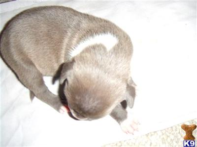 Puppies in MD