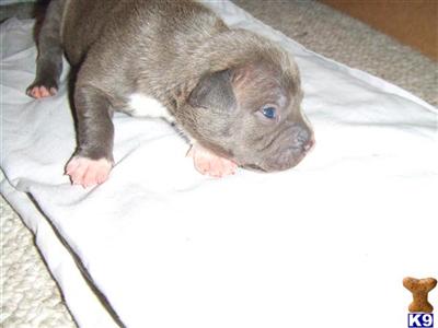 Puppies in MD