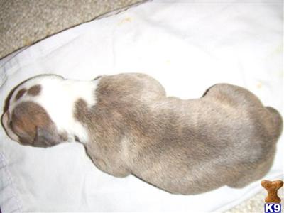 Puppies in MD