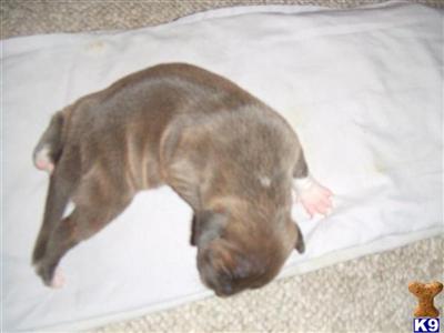 Puppies in MD
