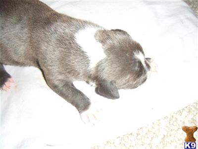 Puppies in MD