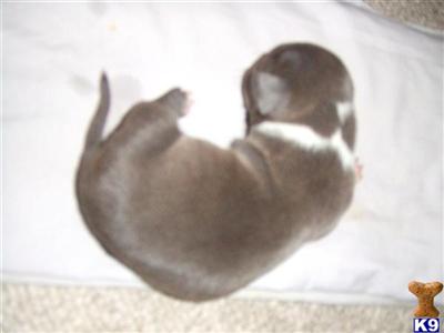 Puppies in MD