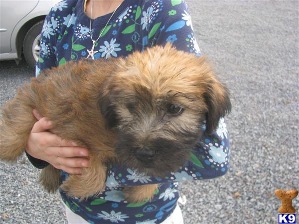 Soft Coated Wheaten Terrier Puppies
