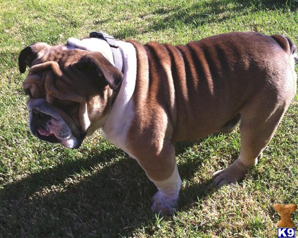 Stud Dogs in OK
