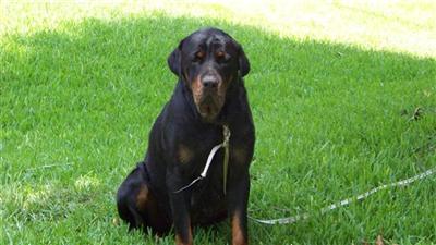 Dogs for Sale in TX