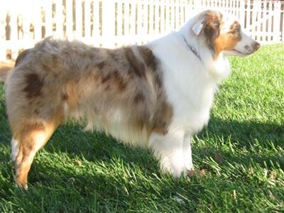 Stud Dogs in CA