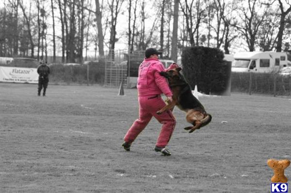 Stud Dogs - German Shepherd