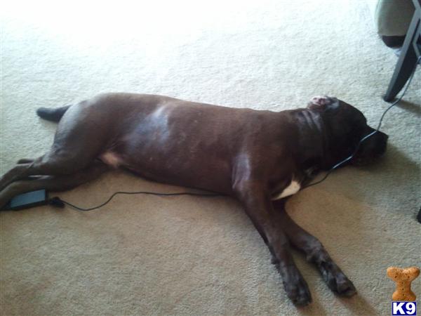 Stud Dogs - Neapolitan Mastiff