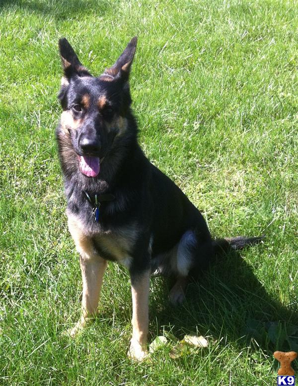 Stud Dogs in PA