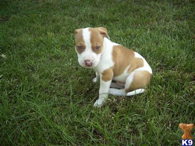 Puppies in MD