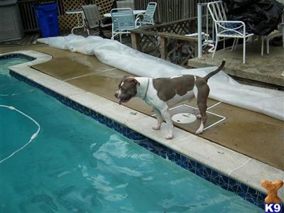 Stud Dogs - American Pit Bull