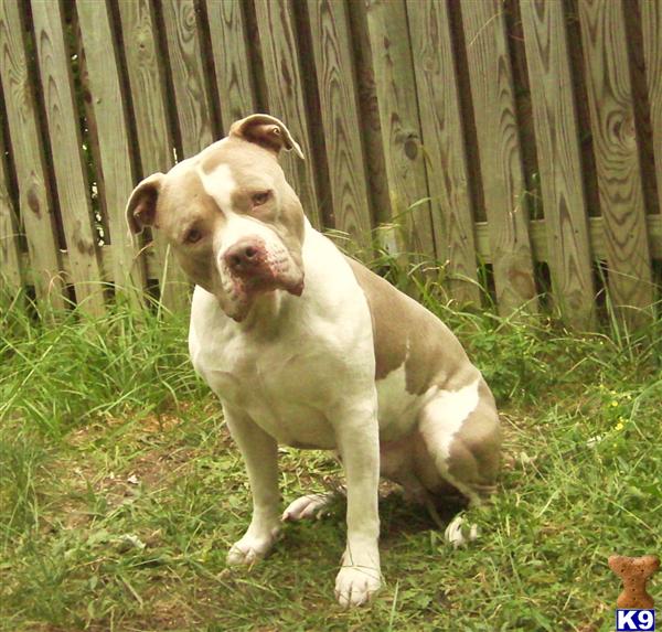 Stud Dogs in MD