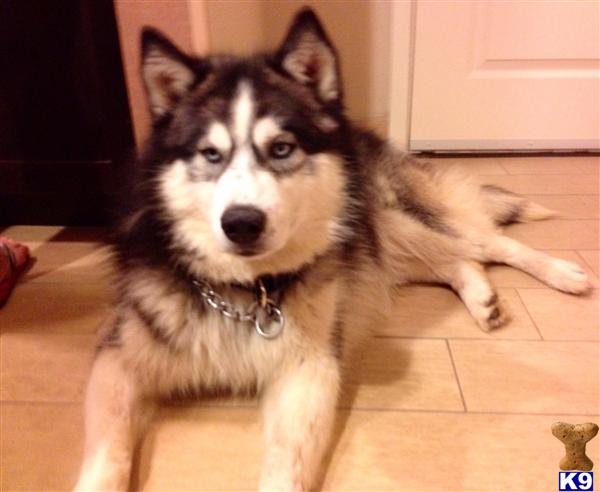 Stud Dogs - Siberian Husky
