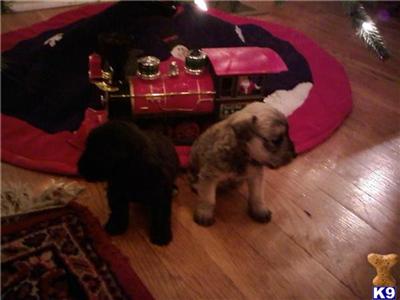 Schnoodle Puppies